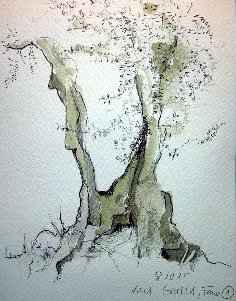 Olivenbaum #2, Zeichnung